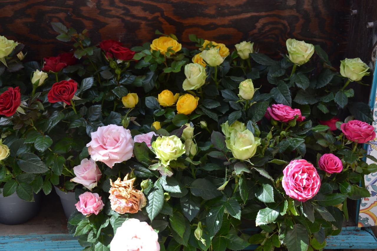 Terra Murata Boutique B&B โปรชิดา ภายนอก รูปภาพ